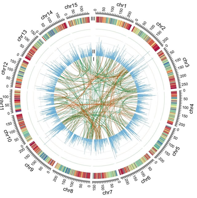 我所发布茶树染色体水平基因组图谱