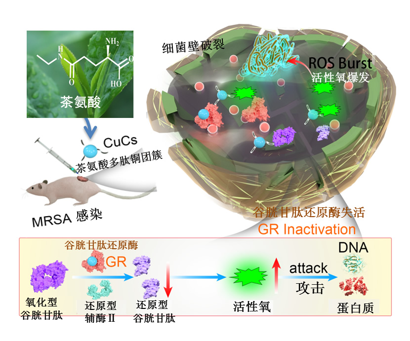 茶氨酸多肽铜团簇抗菌机制示意图